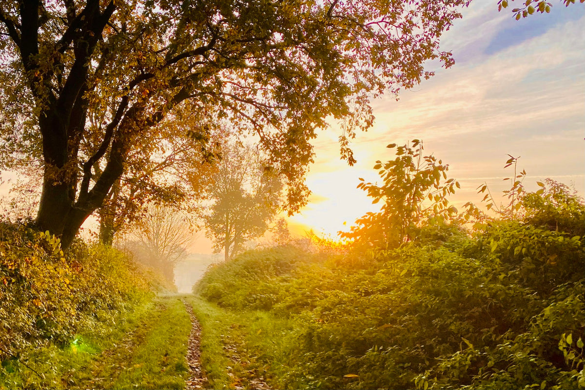 Sonnenlicht fällt durch herbstliche Bäume auf einen stillen Waldweg im Morgennebel