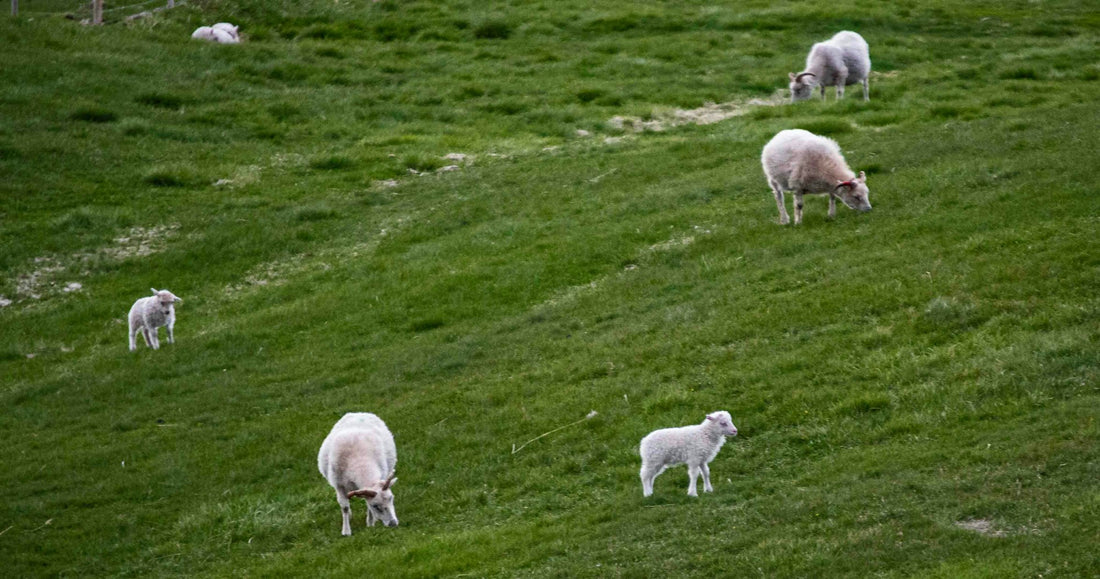 Schafe auf einer grünen Weide an einem Hügel