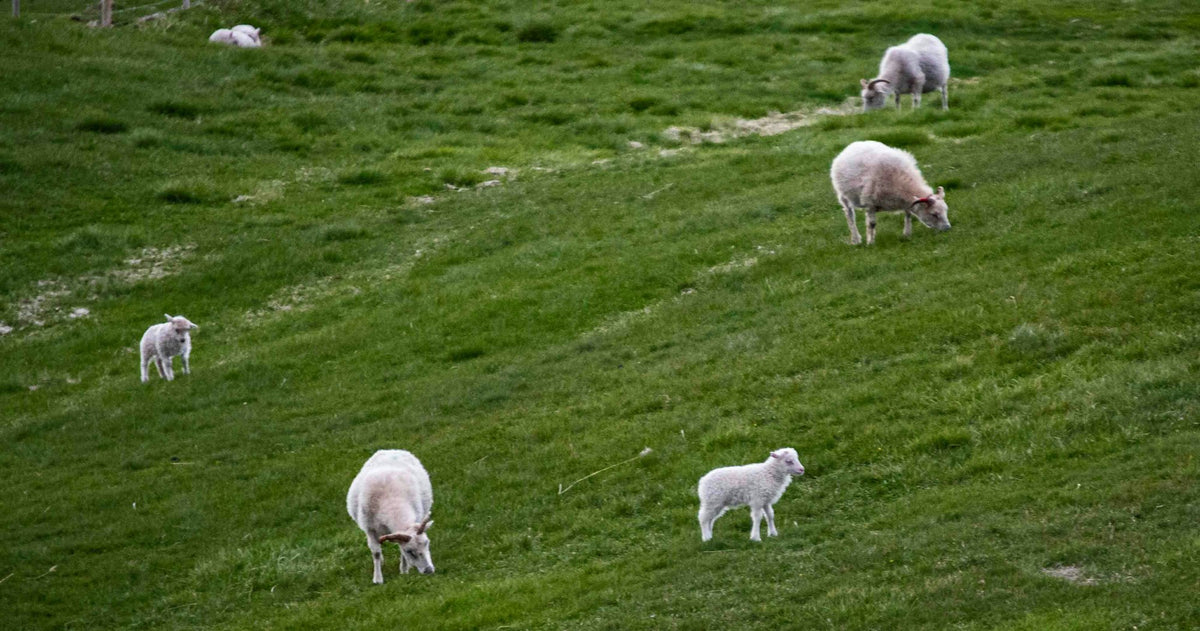Schafe auf einer grünen Weide an einem Hügel