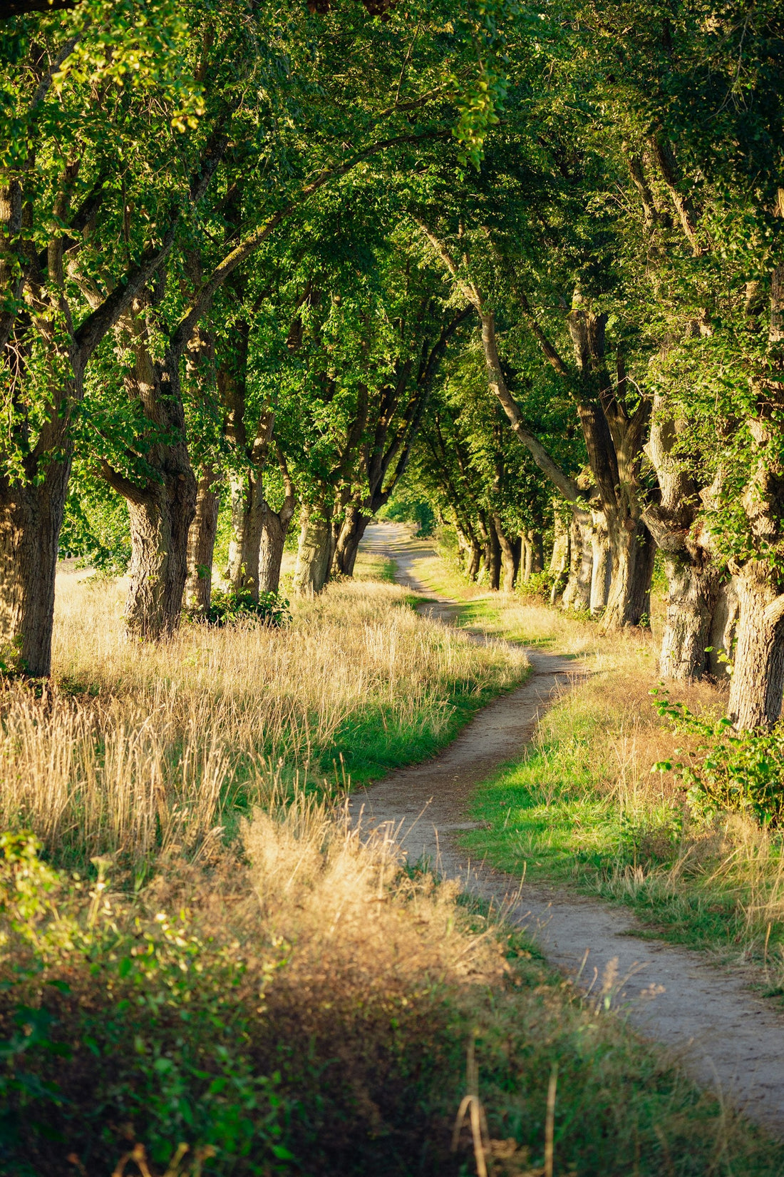 Ein Feldweg, umgeben von Bäumen und Gras
