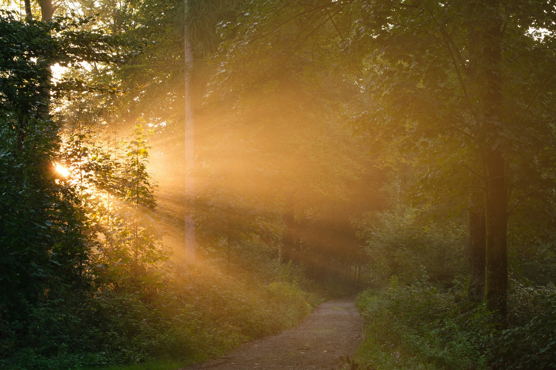 Sonnenlicht fällt auf einen nebligen Waldweg