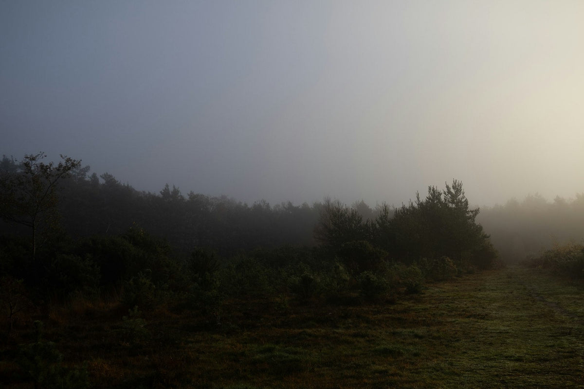 Nebliger Waldweg bei Sonnenaufgang mit sanftem Licht